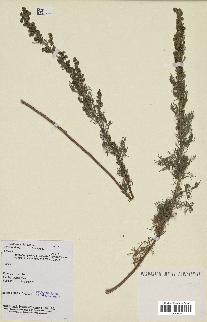 spécimen de Artemisia sp.