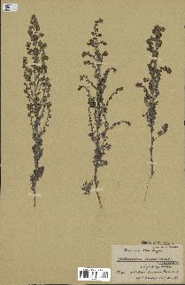 spécimen de Artemisia maritima
