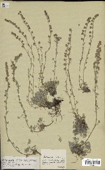 spécimen de Artemisia nitida