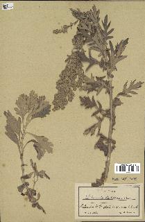 spécimen de Artemisia stelleriana