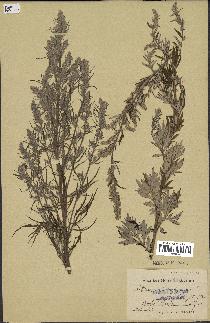 spécimen de Artemisia vulgaris