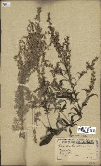 spécimen de Artemisia absinthium