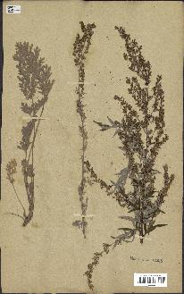 spécimen de Artemisia absinthium