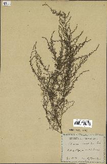 spécimen de Artemisia variabilis