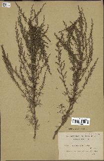 spécimen de Artemisia variabilis