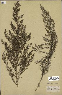 spécimen de Artemisia campestris