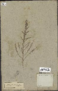 spécimen de Artemisia aragonensis