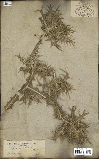 spécimen de Scolymus maculatus
