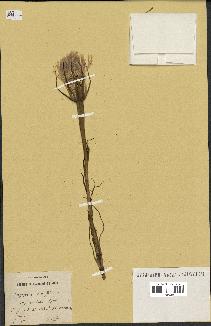spécimen de Tragopogon porrifolius