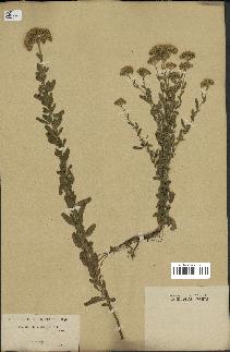 spécimen de Achillea ageratum