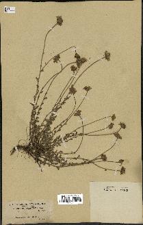 spécimen de Anthemis tinctoria