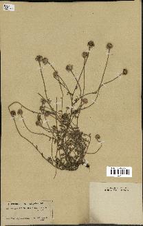 spécimen de Anthemis tinctoria