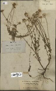 spécimen de Anthemis tinctoria