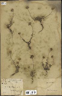 spécimen de Anthemis arvensis