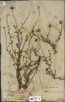 spécimen de Anthemis arvensis