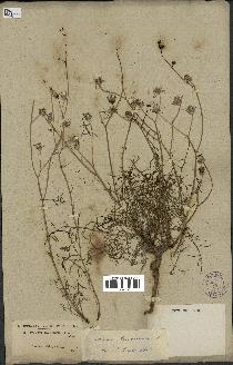 spécimen de Sonchus tenerrimus