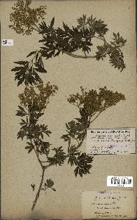 spécimen de Sambucus nigra