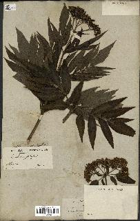 spécimen de Sambucus ebulus