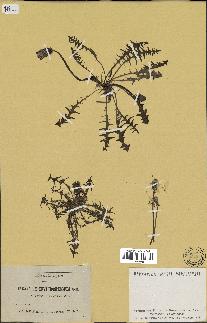 spécimen de Taraxacum erythrospermum