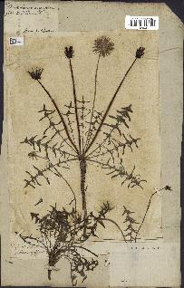 spécimen de Taraxacum officinale