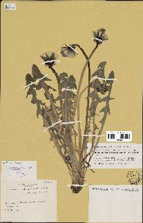 spécimen de Taraxacum oblongatum