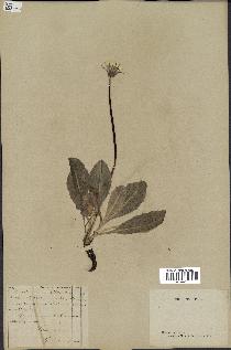 spécimen de Taraxacum officinale