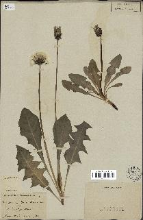 spécimen de Taraxacum officinale