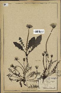 spécimen de Taraxacum officinale