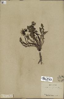 spécimen de Taraxacum officinale