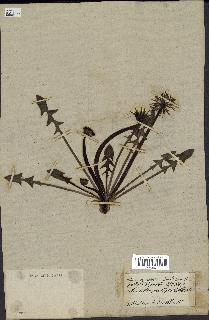 spécimen de Taraxacum officinale