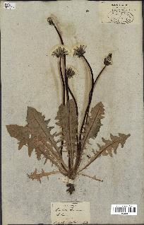 spécimen de Taraxacum officinale