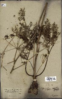 spécimen de Elaeoselinum asclepium