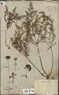 spécimen de Elaeoselinum asclepium