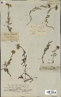 spécimen de Achillea moschata