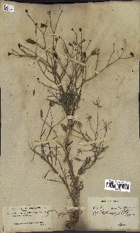 spécimen de Launaea resedifolia