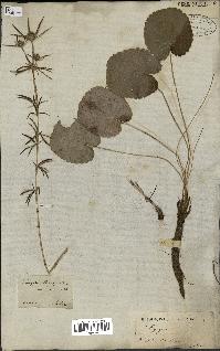 spécimen de Eryngium tricuspidatum
