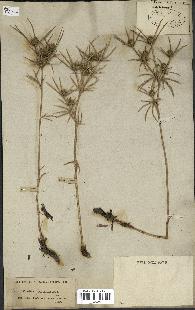 spécimen de Eryngium tricuspidatum