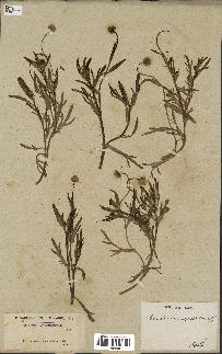 spécimen de Cotula coronopifolia