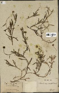 spécimen de Cotula coronopifolia