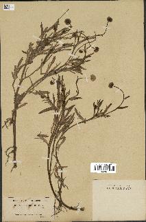 spécimen de Cotula coronopifolia