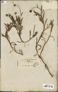 spécimen de Cotula coronopifolia
