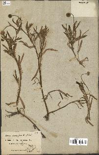 spécimen de Cotula coronopifolia