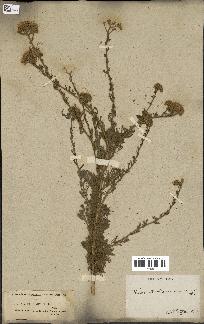 spécimen de Tanacetum annuum