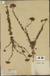 spécimen de Tanacetum annuum