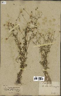 spécimen de Matricaria chamomilla