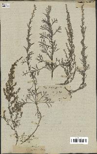 spécimen de Artemisia caerulescens