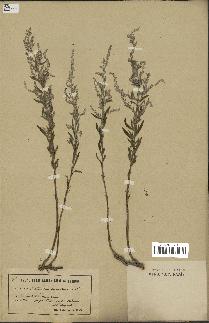 spécimen de Artemisia caerulescens