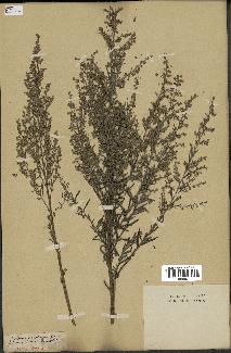 spécimen de Artemisia caerulescens