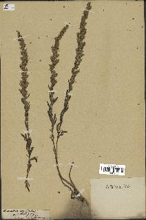 spécimen de Artemisia caerulescens