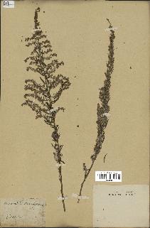 spécimen de Artemisia caerulescens